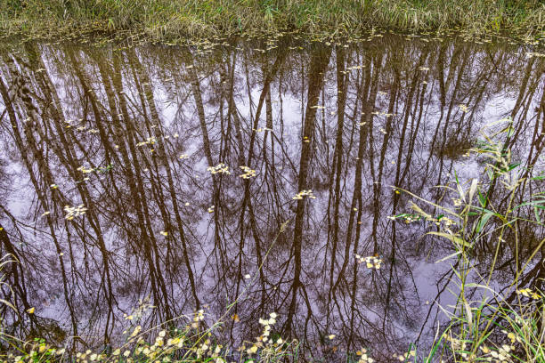 Reflection of birch trees in a calm channel draining a low area of deciduous forest. The picture is taken at Kalvebod Fælled - Kalvebod Commons, which is a nature area and public park close to the center of Copenhagen