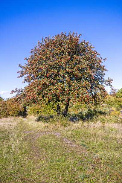 Small tree with red berries on a sunny beach on the south end of the island Amager which is part of Copenhagen