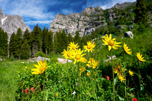 istock Phelps Lake Flowers 2185384861
