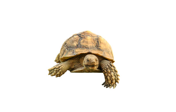 istock tortoise, cute turtle, sulcata tortoise, african spurred tortoise isolated on white background. 2185386968
