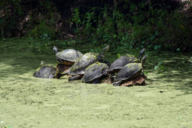istock Florida turtles sunning in wetlands 2185387498