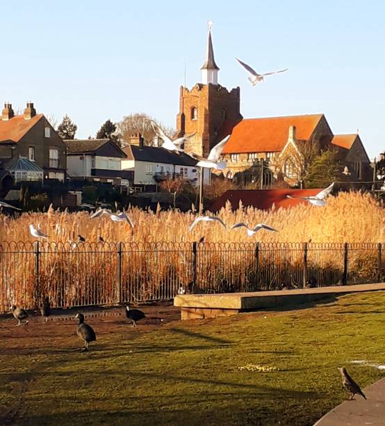 istock Seagulls At The Church 2185388303