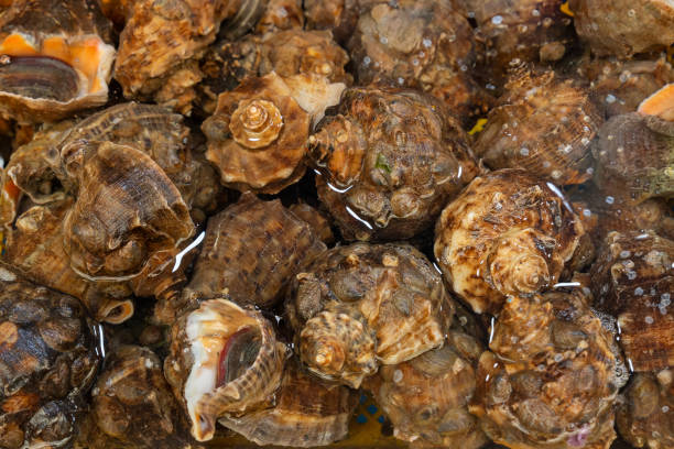 Freshly Harvested Conchs Displayed in a Seafood Market