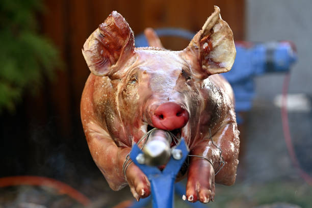 istock Traditional whole pig roast on outdoor spit 2185390470