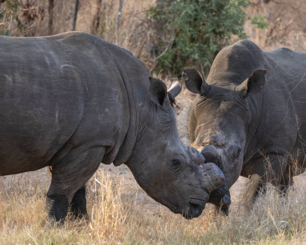 istock South Africa White Rhinoceros 2185390592