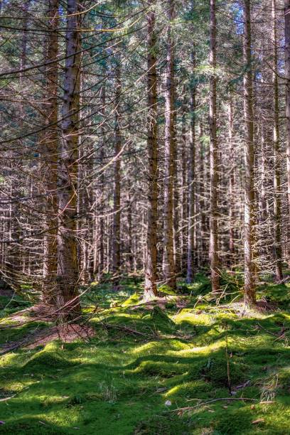 istock Forest, Rejviz Czechia 2185391126