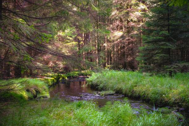 istock Forest, Rejviz Czechia 2185391131