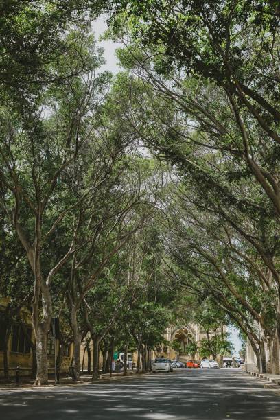 istock Floriana, Malta - A tree-lined street 2185391147