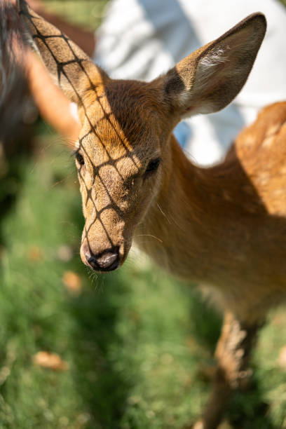 istock close-up of cute deer in the forest 2185391375