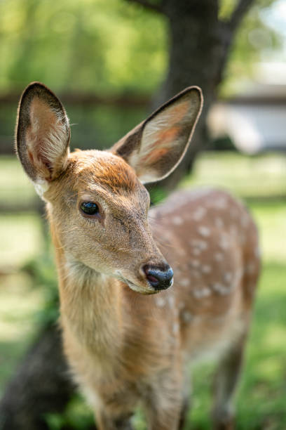 istock close-up of cute deer in the forest 2185391465