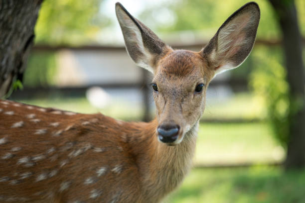 A deer gently approaches a person's extended hand for food in a lush green field. The sky appears overcast, adding a calm ambiance to the interaction.