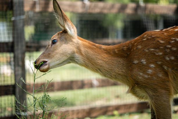 istock close-up of cute deer in the forest 2185391495