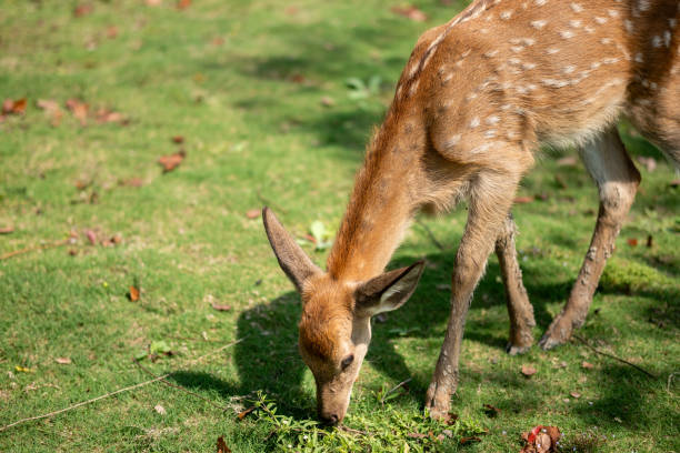 istock close-up of cute deer in the forest 2185391523