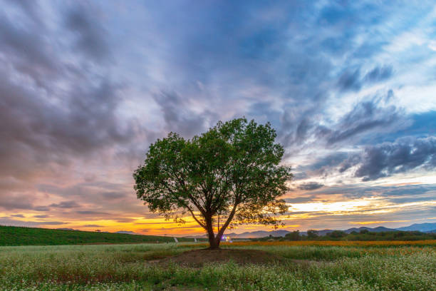 istock Solitary Tree at Sunset in a Vast Field with a Colorful Sky 2185391966