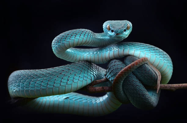 istock trimeresurus insularis blue pit-viper isolated with black background 2185392130