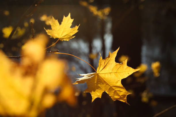 istock yellow autumn leaves 2185394293
