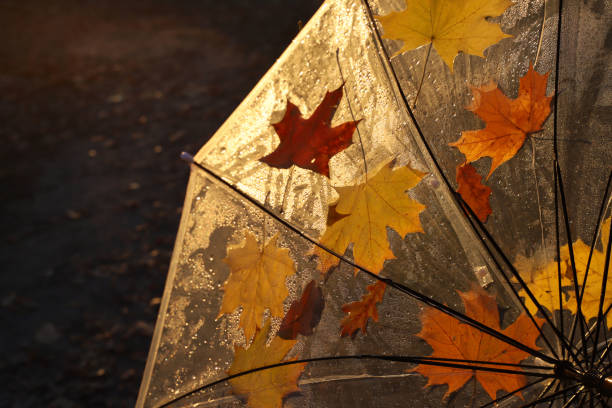 Autumn season,. Yellow umbrella, park or wood. yellow leaves wooden path,blurred park background.