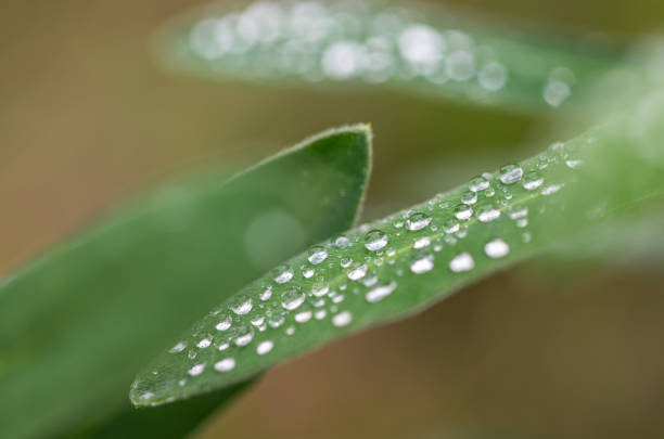 istock Dew drops on green long leaves in real nature 2185395448