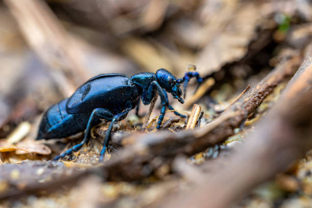 istock European oil beetle - Meloe proscarabaeus - crawling with mosquitos 2185395532