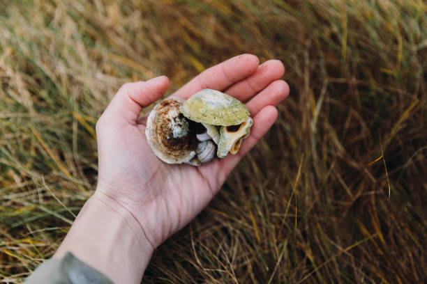 High-angle POV view of female picking up beautiful colourful seashells on the island in Scandinavia