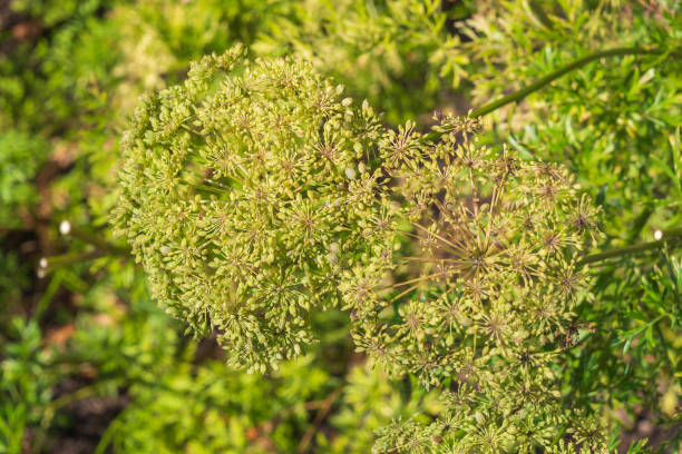 istock Cnidium silaifolium, close-up. Cnidium. a flowering plant 2185396264