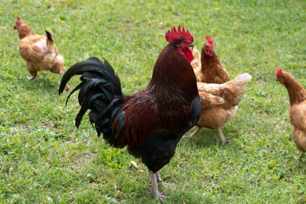 istock French rooster and chickens in farm 2185398078