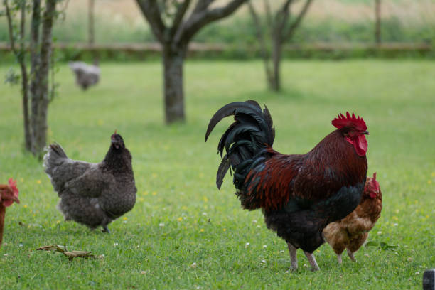 istock French rooster and chickens in farm 2185398081