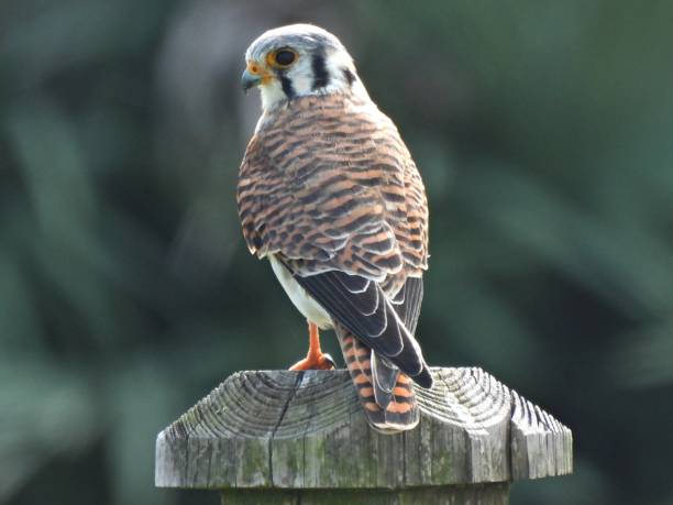 istock American Kestrel (Falco sparverius) - perched on a wood post 2185399277