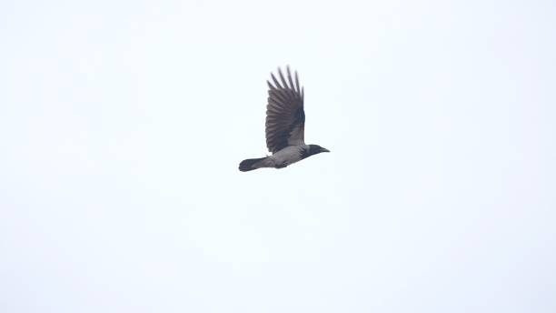 A grey and black feathered hooded crow flies through the air.(Corvus cornix )