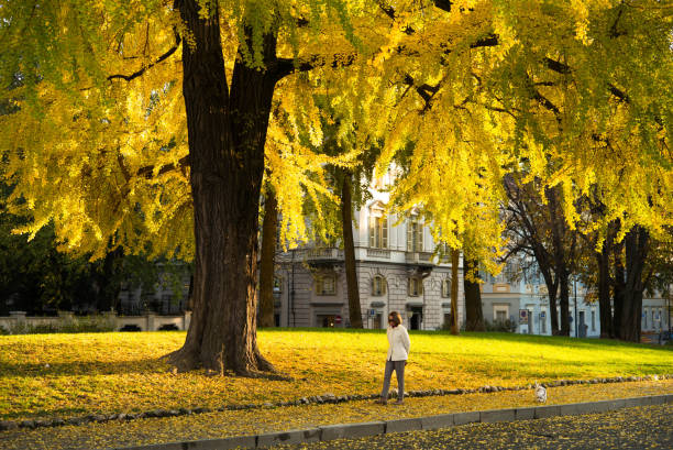 There are many beautiful and huge parks in Turin that turn red, orange and yellow in autumn. Cavour Park is located in an affluent neighborhood. In late autumn, some of the ginkgo biloba trees lose their leaves, forming a yellow carpet, which lights up at dusk. A woman, deep in thought, strolls over her cute little dog.