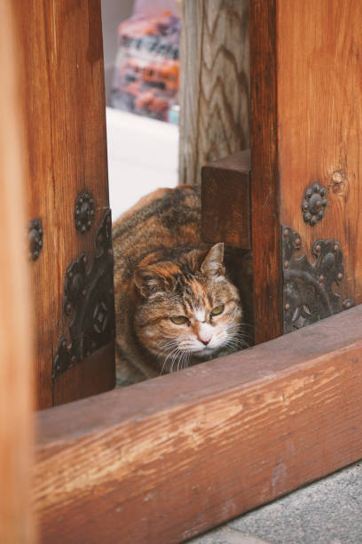 istock a cat with its face up to the open door 2185400597
