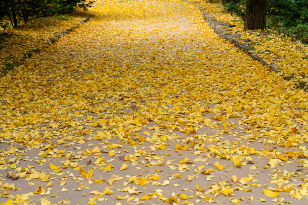 istock yellow ginko leaves fallen on the walkway 2185400619