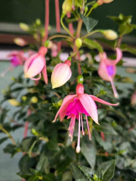 istock pink blooming fuchsia plant close up 2185401006