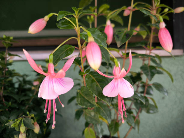 istock pink blooming fuchsia plant close up 2185401012