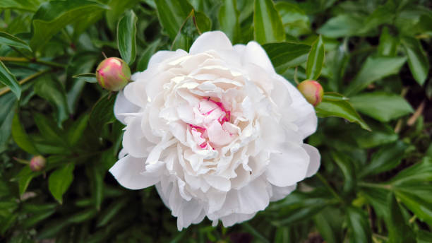 istock white peony flower in bloom close up 2185401176