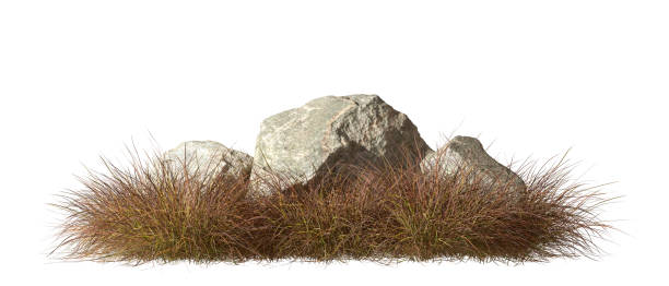 istock Savanna dry grass field with rock cutout white backgrounds 3d render 2185401209