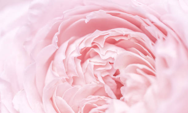 istock Pink pale rose flower petals, soft focus. Macro flowers backdrop 2185401364