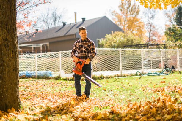 istock A Man cleaning fallen leaves using a leaf blower on the lawn. 2185401488