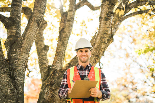 man holding a clipboard, inspect tree