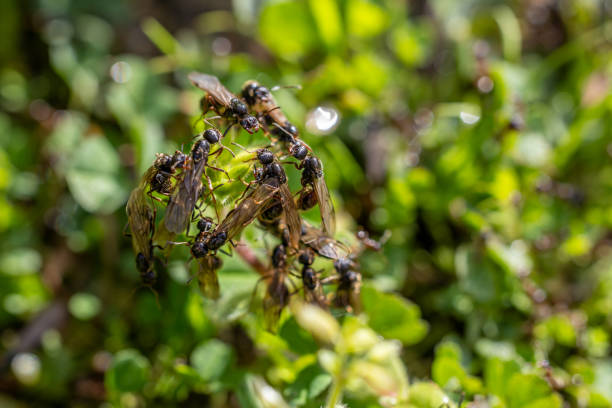 Group of flying ants on plants in summer. High quality photo