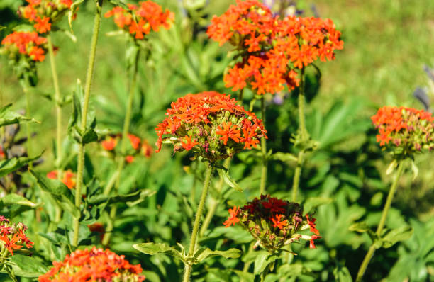 istock Lychnis Chalcedonica in the garden 2185403829
