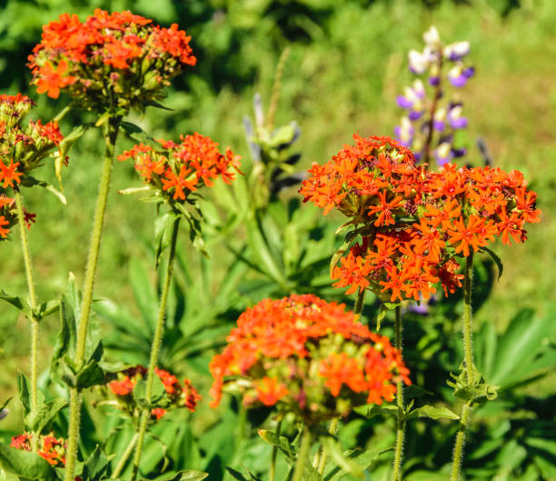 istock Lychnis Chalcedonica in the garden. 2185403833