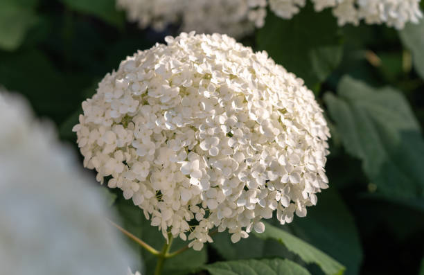 istock Hydrangea Flowers, Blooming White Hortensia, Hydrangea Paniculata Flower Closeup, Large Inflorescences 2185404482