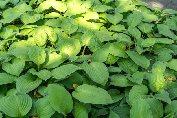 istock Hosta Flowers and Leaves Macro, Wet Hostas Leaf Nature Pattern, Funkia, Big Daddy Leaves, Plantain Lilies, 2185404495