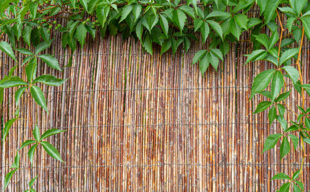 istock Straw Fence Texture Background, Dry Cane Hedge Pattern, Thatch Texture, Natural Grass Fencing 2185404716
