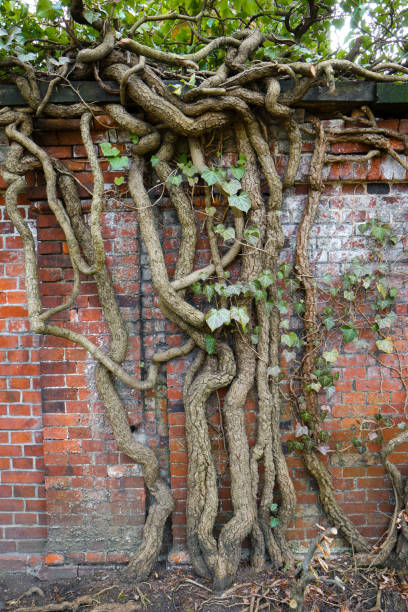 istock Old gnarly Ivy Vine creeping up an ancient and weathered Cemetery brick wall in Berlin. Thick dry branches 2185405772