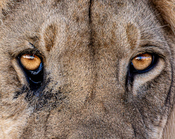 istock Eyes of a king 2185407805