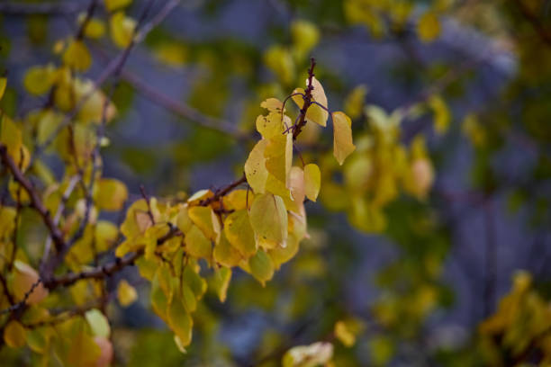 istock Warm sunbeams glide across yellow autumn leaves on trees. 2185407863