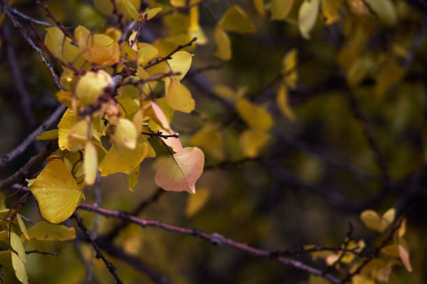 istock Close-up of tree branches with vibrant yellow autumn foliage. 2185407875