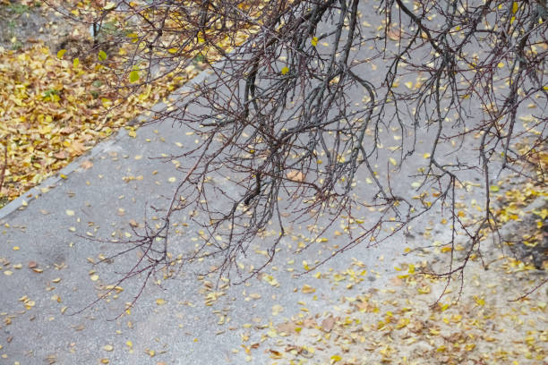 Black tree branches against a pathway in the park covered with fallen yellow leaves, the arrival of autumn, autumn in the park.